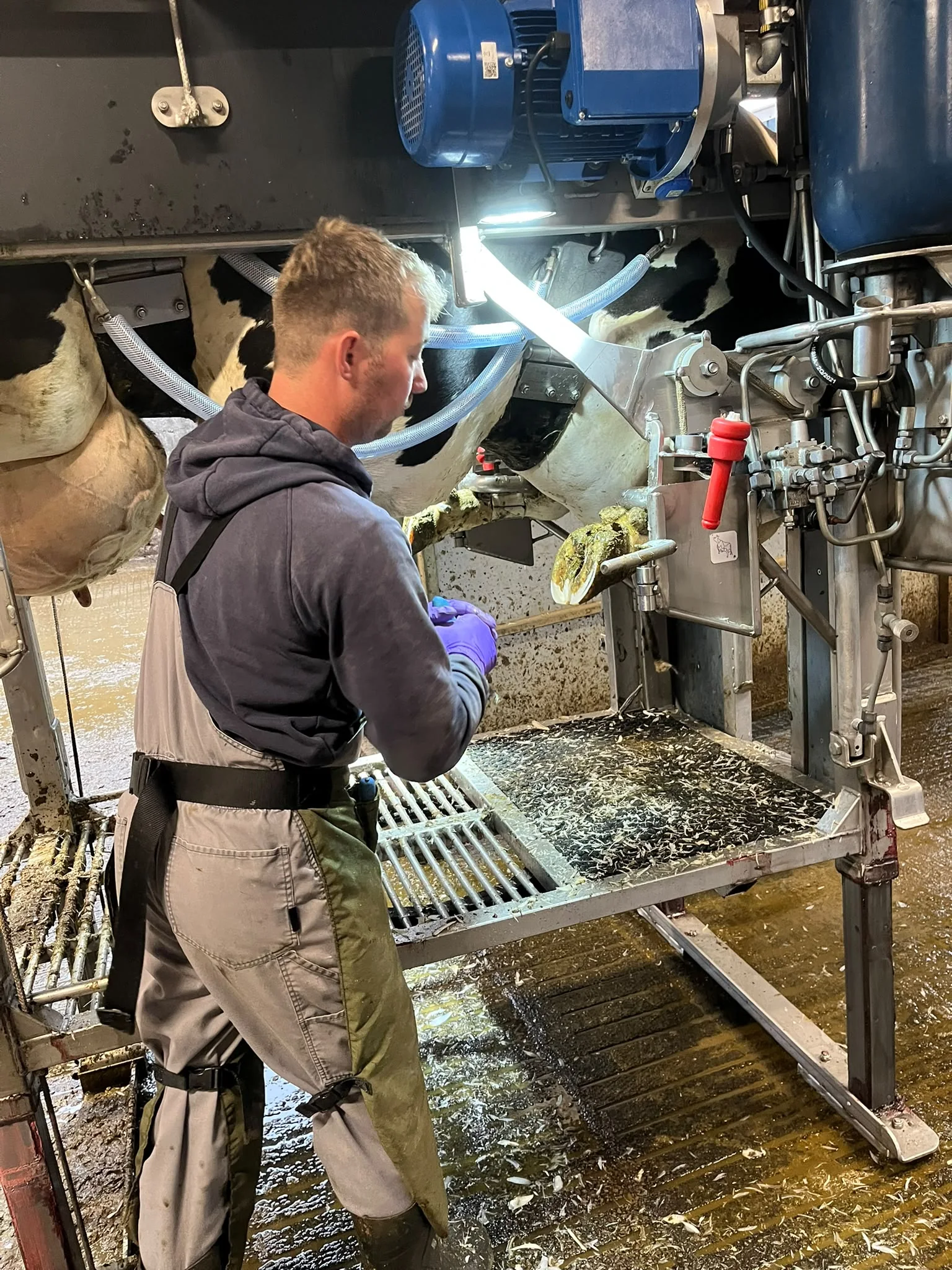 John Fiddler carefully trimming a cow on farm