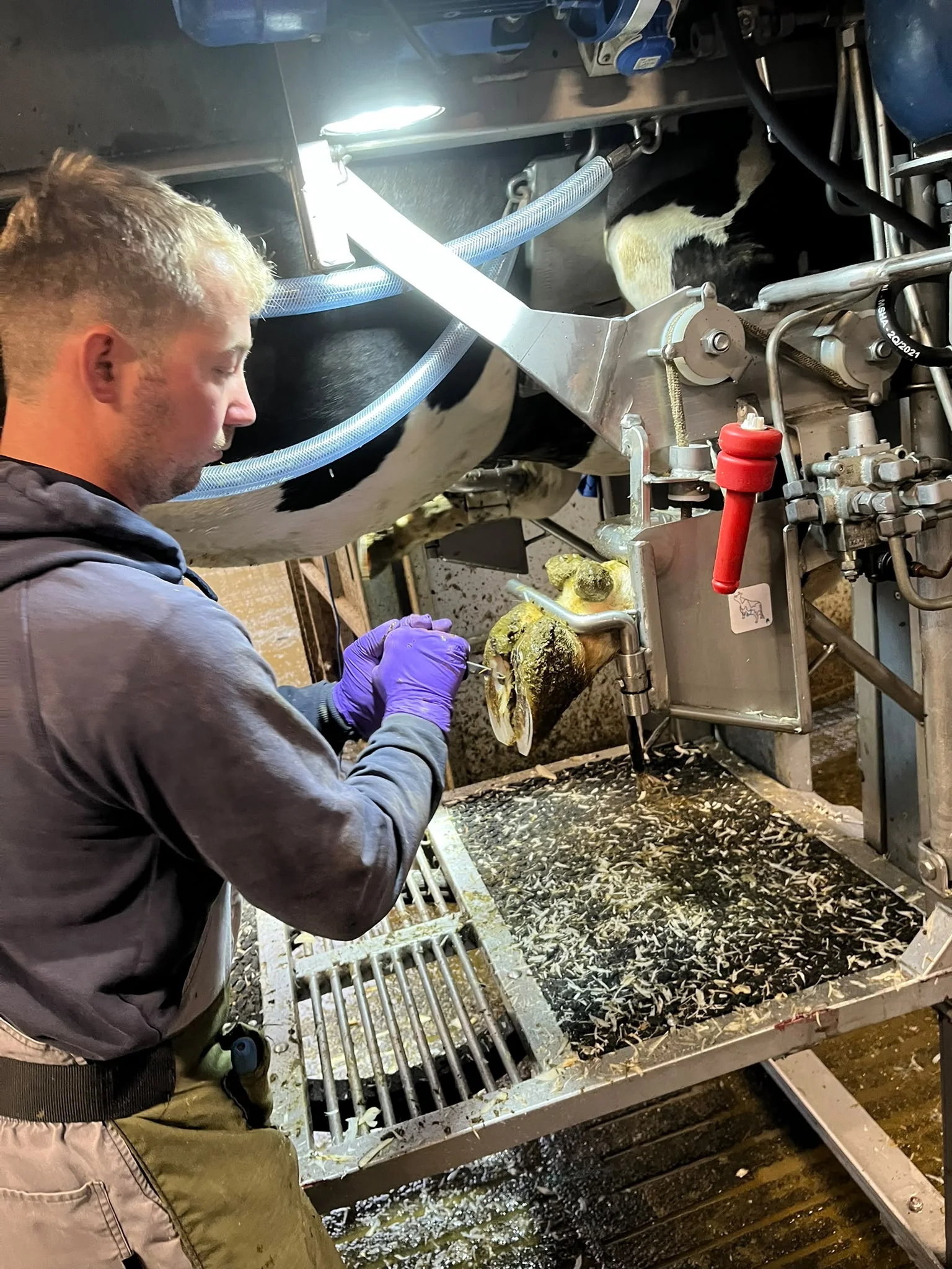 Detailed cattle hoof trimming in progress