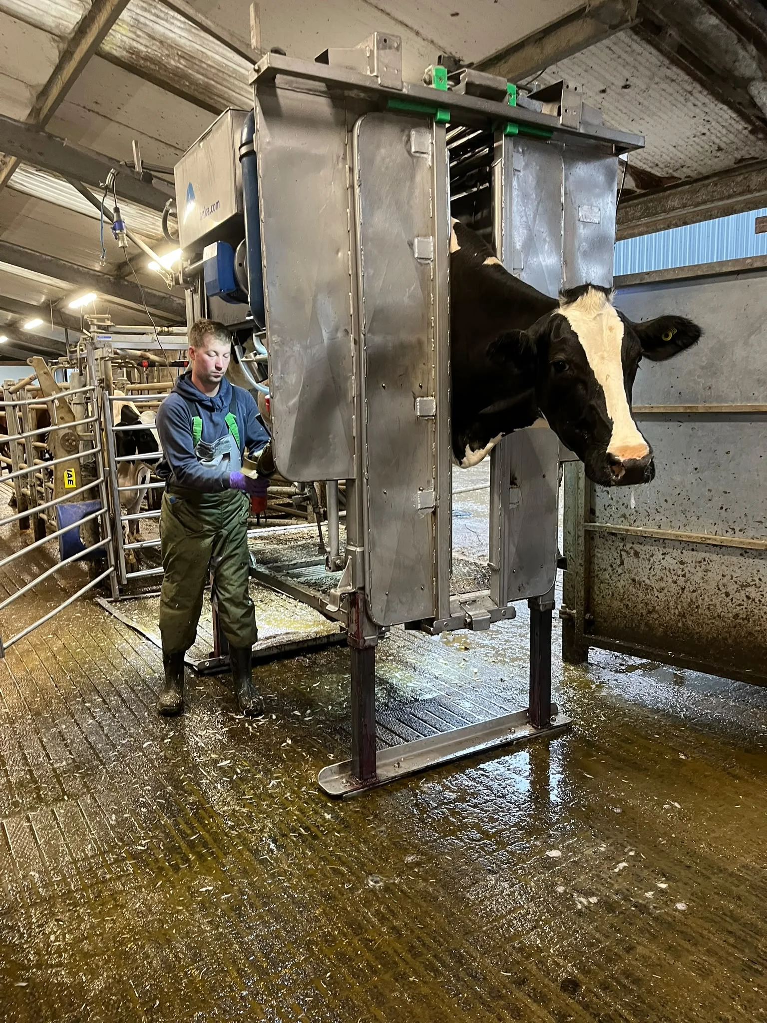 Cow secured in professional hoof trimming equipment ready for care