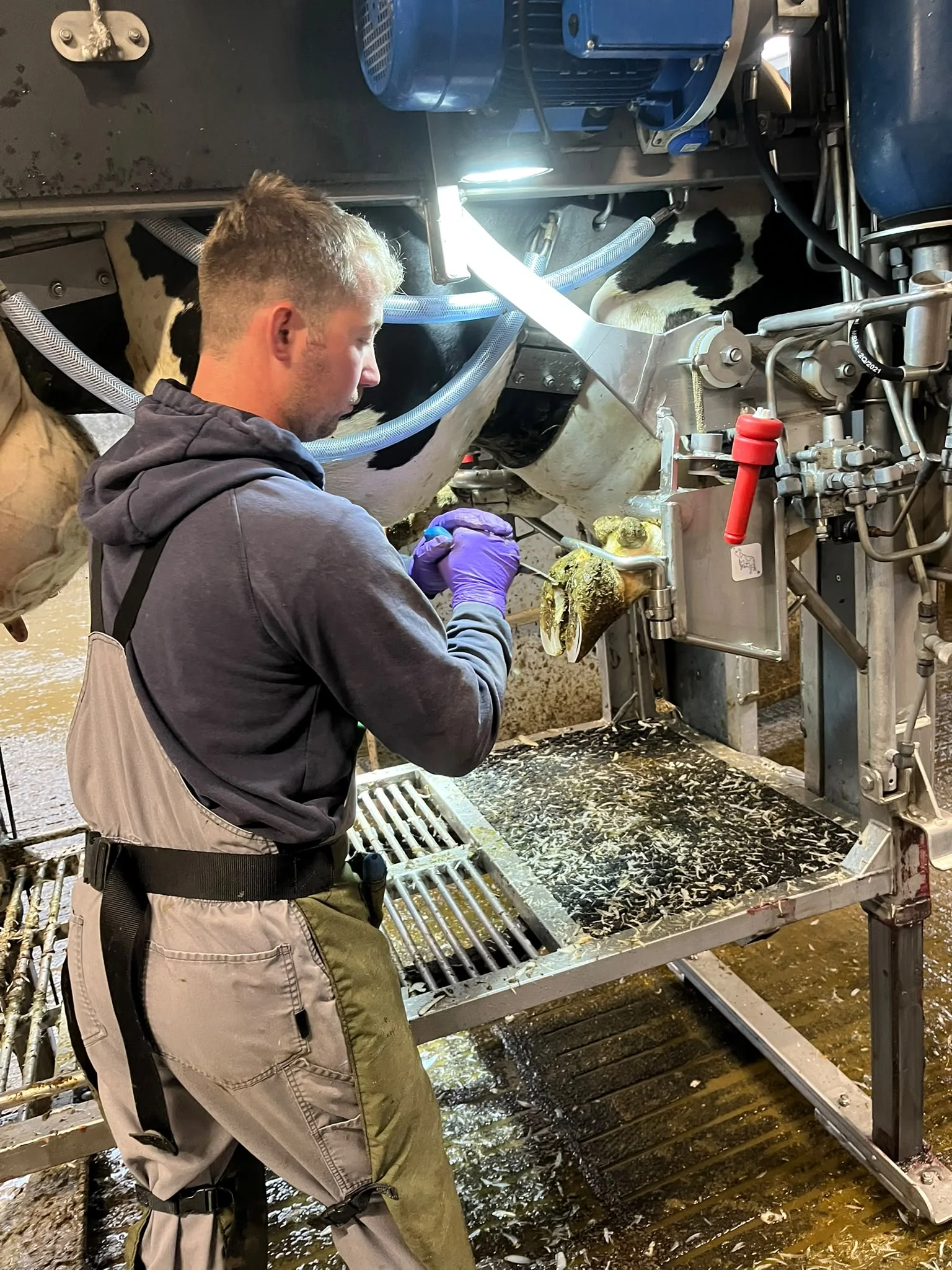 John carefully inspecting an individual cow's hoof