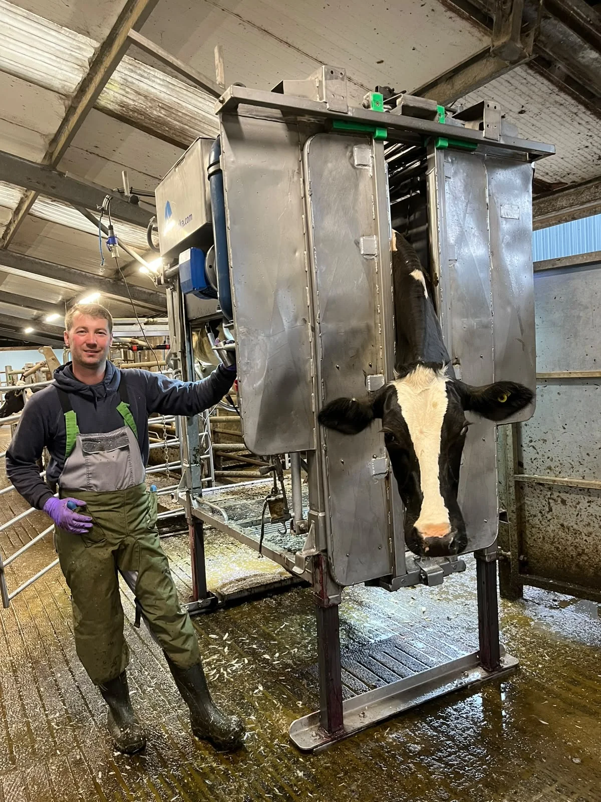 John standing beside a cow in his hoof trimming crush