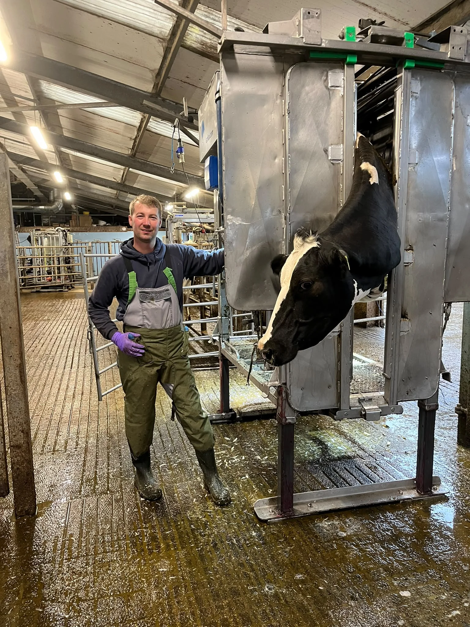 John Fiddler beside a cow in a professional hoof trimming crush