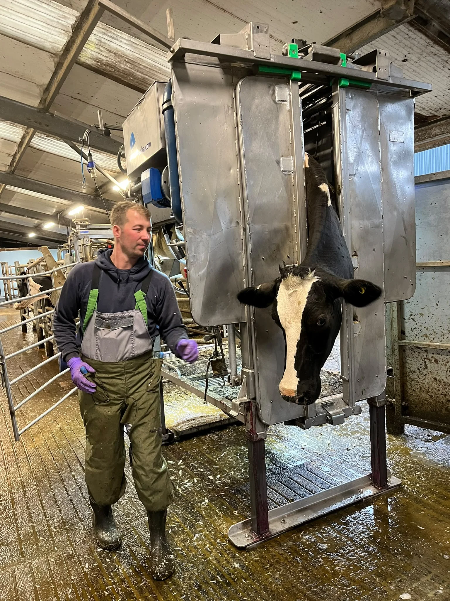 John Fiddler working carefully on a cow's hoof
