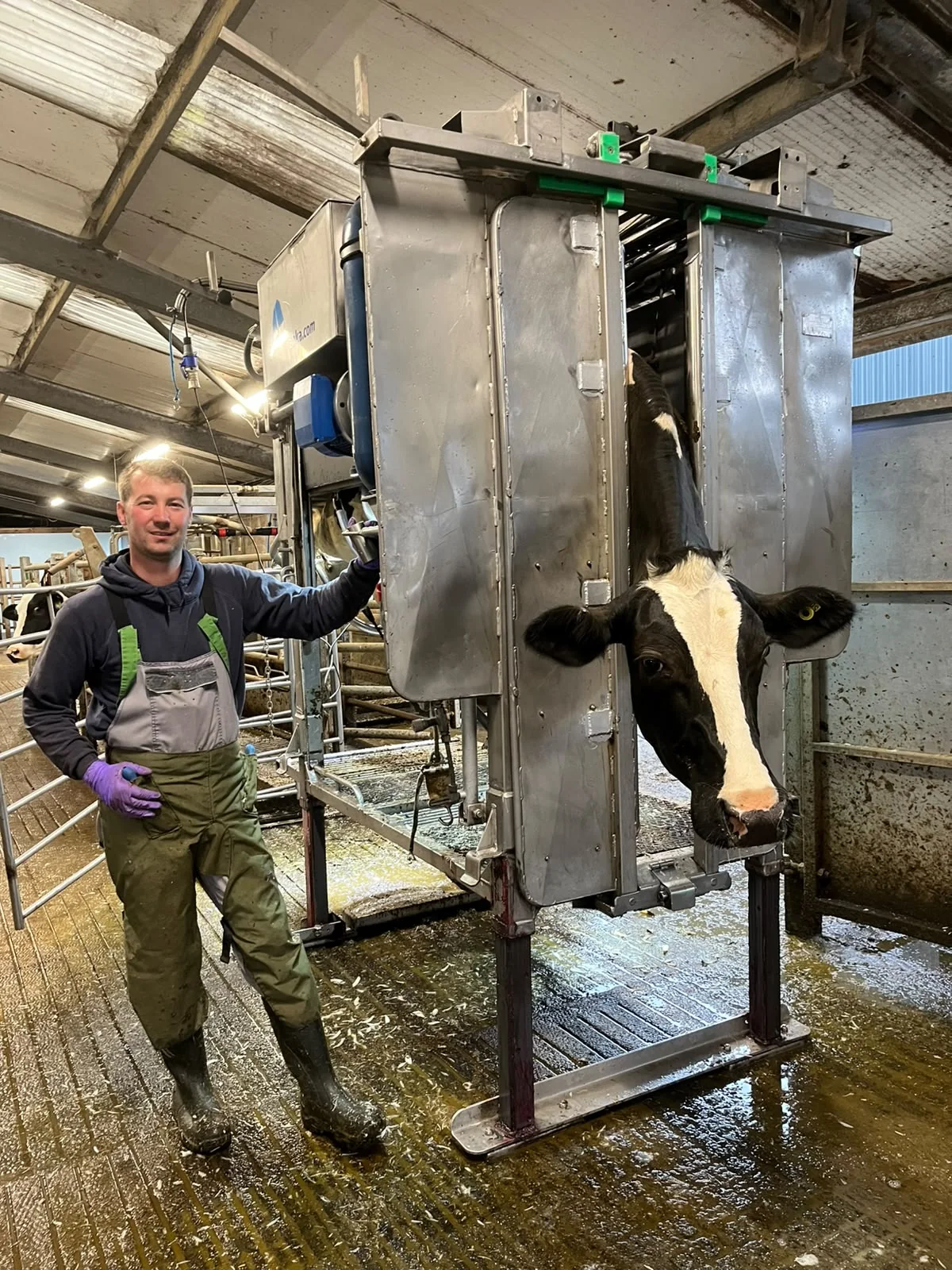 John Fiddler with a cow in a professional hoof trimming crush