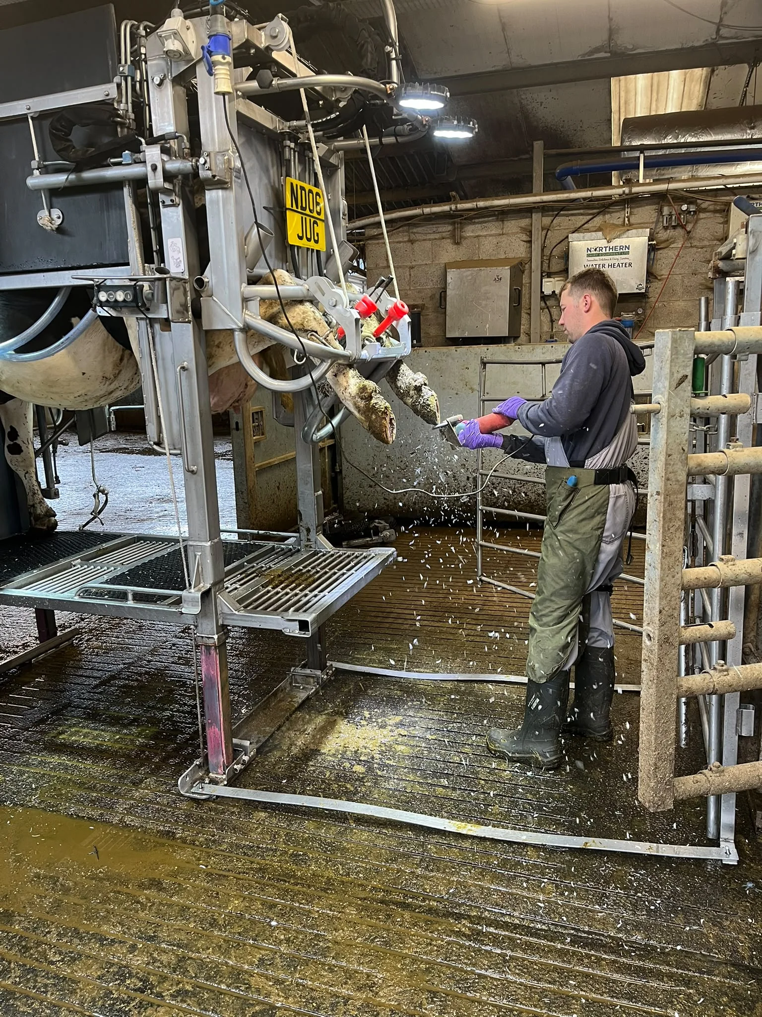 Professional cattle hoof trimming on farm