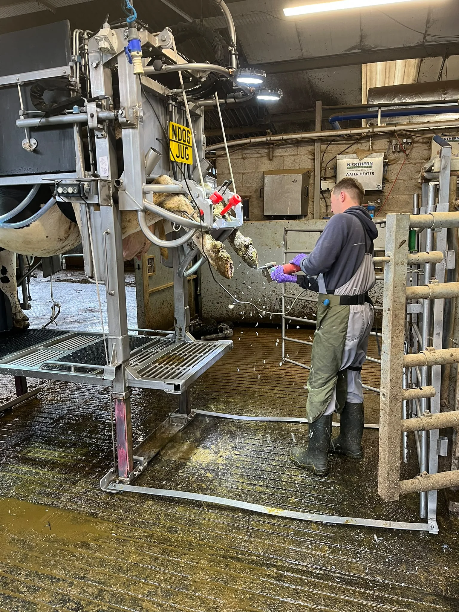 John carrying out routine cattle hoof trimming